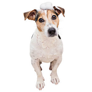 Animal Fancy: East Bay Pet Products